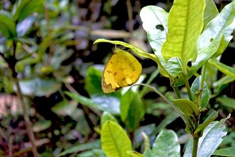 Butterfly Stock Photos