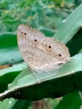 Butterfly Stock Photos