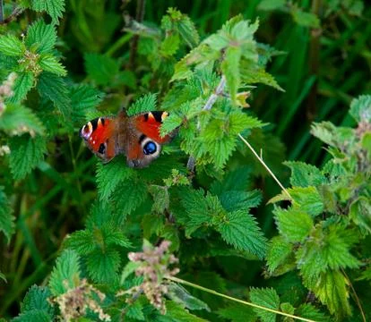 Butterfly Stockfoto's