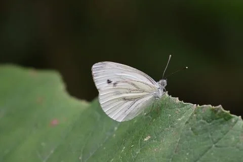 Butterfly Stock Photos
