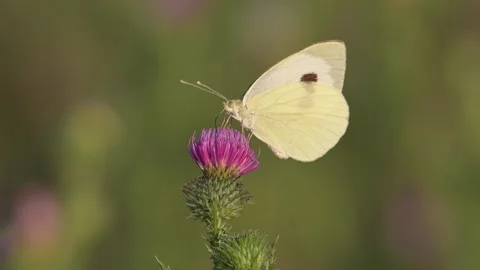 Butterfly (Pieris rapae) perched on a thistle on a sunny summer day closeup. Stock Footage 314215288