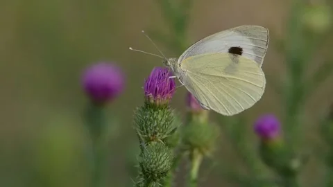 Butterfly (Pieris rapae) on Thistle closeup. Stock Footage 314215611