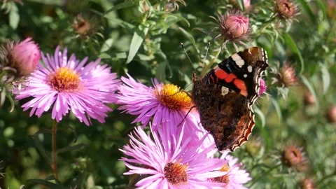 A butterfly on a pink daisy flower eats nectar Video stock 139446198