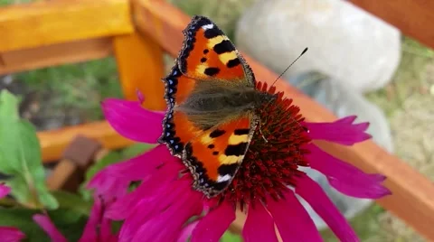 Butterfly on pink flower Stock-Footage 44206677