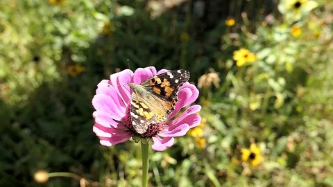 Butterfly on a pink flower getting nectar. Stock-Footage 93525924