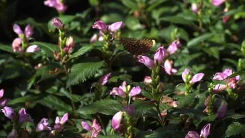 Butterfly on pink flower Medium Stock-Footage 95490543