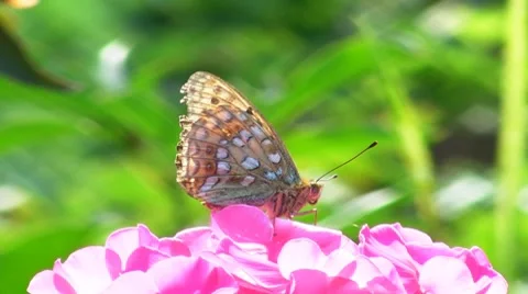 Butterfly on a pink phlox Stock Footage 7901054