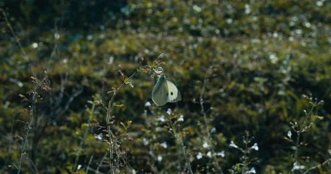 The butterfly placed in flower 動画素材 143363769