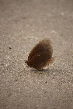 Butterfly Plain Stock Photos