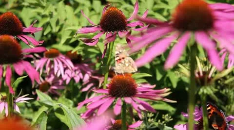Butterfly on plant Video stock 11868517