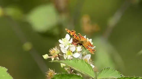 Butterfly on plant Stock Footage 12766759
