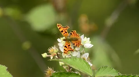 Butterfly on plant Stock Footage 12766819