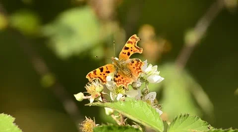 Butterfly on plant Stock-Footage 12766894