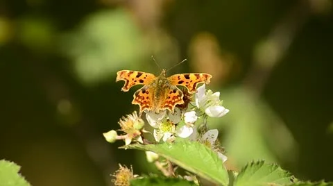 Butterfly on plant Stock Footage 12766914