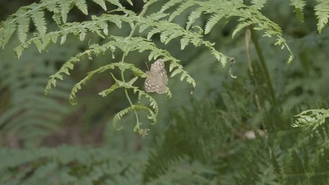 Butterfly on a plant Stock Footage 112972341