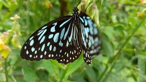 Butterfly on the plant Video stock 138299059