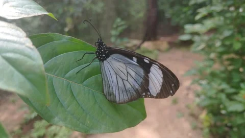 Butterfly on a plant Stock Footage 156084762