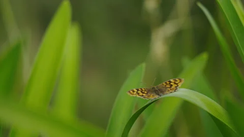 Butterfly in Plant Stock Footage 186060183