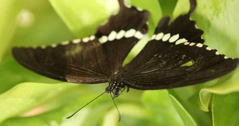 Butterfly on a Plant Stock Footage 314414218