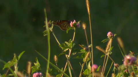 Butterfly on Plants Stock Footage 32935776