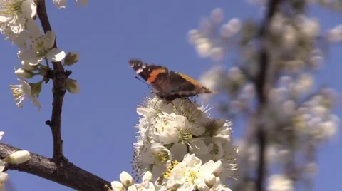 Butterfly on plum tree blossoms spring Stock Footage 61587046
