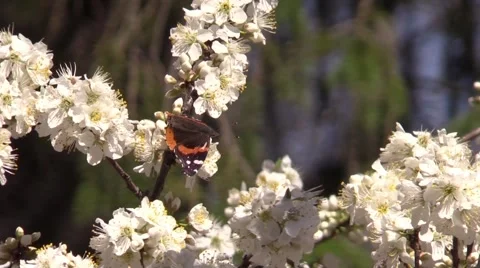 Butterfly on plum tree blossoms spring Stock Footage 61588443