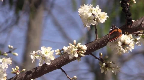Butterfly on plum tree blossoms spring Stock Footage 61588477