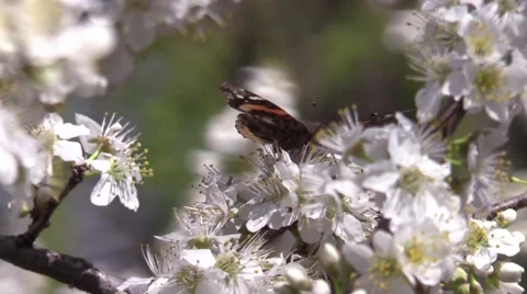 Butterfly on plum tree blossoms spring Stock Footage 61593067