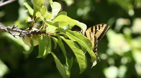 Butterfly on plum tree Stock Footage 11476525