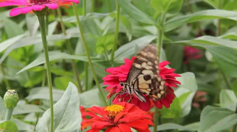 Butterfly point Stock Footage 25913806