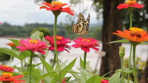 Butterfly point Stock Footage 25913847