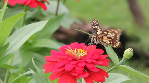 Butterfly point Stock Footage 25914263
