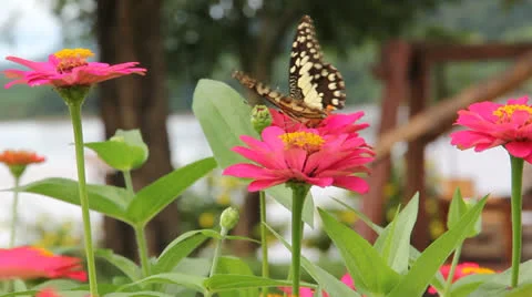 Butterfly point Stock Footage 25914370