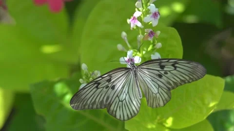 Butterfly polinating a flower #10 動画素材 183692004