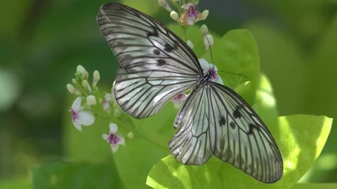 Butterfly polinating a flower #14 Stock Footage 183693702