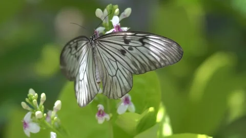 Butterfly polinating a flower #18 Stock Footage 183695457