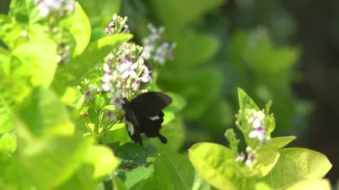 Butterfly polinating a flower #2 動画素材 183687563