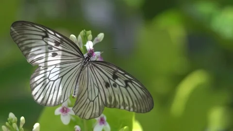 Butterfly polinating a flower #20 動画素材 183695422