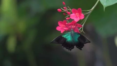 Butterfly polinating a flower #22 Stock Footage 183696134