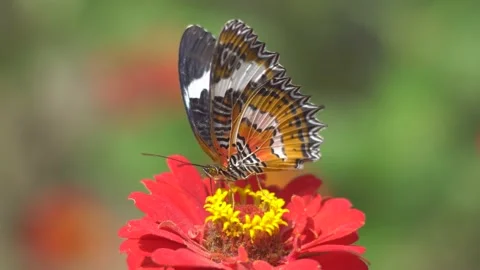 Butterfly polinating a flower #25 Stock Footage 183697133