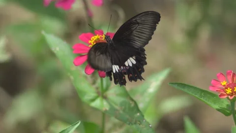 Butterfly polinating a flower #26 Stock Footage 183697128
