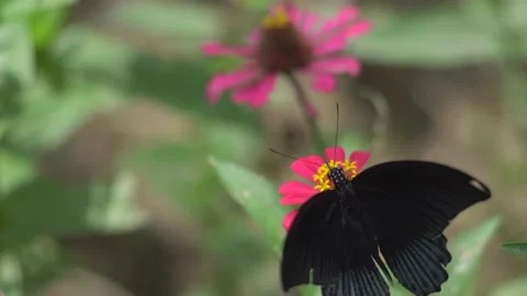 Butterfly polinating a flower #29 動画素材 183700515