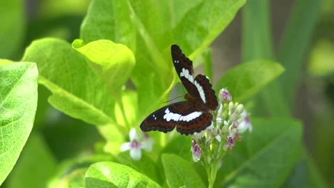Butterfly polinating a flower #3 動画素材 183690412