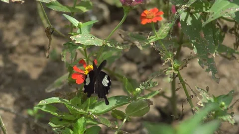 Butterfly polinating a flower #33 Stock Footage 183703366