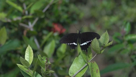 Butterfly polinating a flower #35 動画素材 183703983