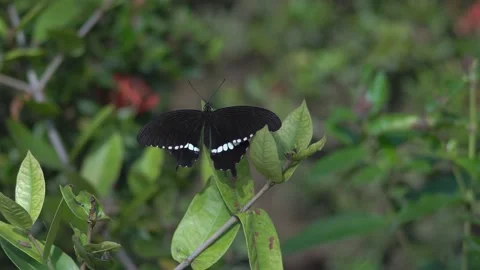 Butterfly polinating a flower #36 動画素材 183703624