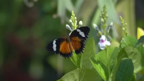 Butterfly polinating a flower #38 動画素材 183703604