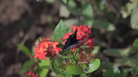 Butterfly polinating a flower #39 Stock Footage 183704355