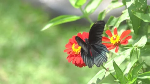 Butterfly polinating a flower #4 動画素材 183688509