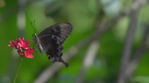 Butterfly polinating a flower #40 動画素材 183707014